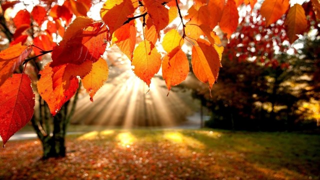 1395364828-autumn+leaves.jpg-original
